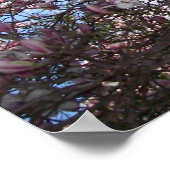 Spring Cherry Blossom Poster (Hoek)