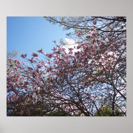 Spring Cherry Blossom Poster (Voorkant)