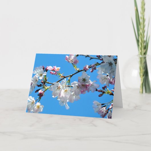Spring Cherry Blossoms Kaart (Voorkant)