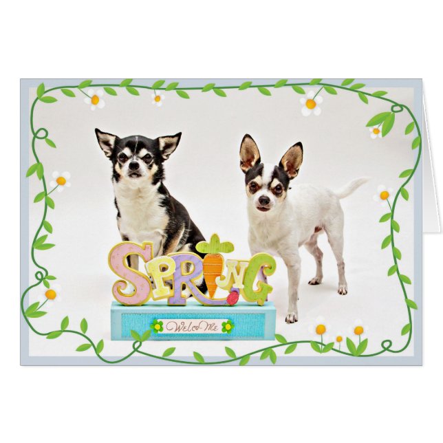 Spring Chihuahua's (Voorkant Horizontaal)
