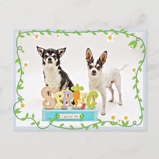 Spring Chihuahua's Briefkaart (Voorkant)