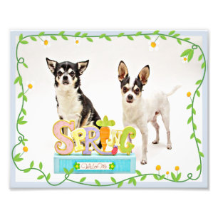 Spring Chihuahua's Foto Afdruk