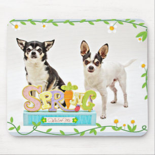 Spring Chihuahua's Muismat
