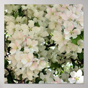 Spring Crabapple Flower Blosems Close Poster