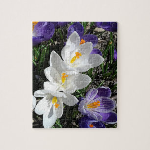 Spring Crocus Flowers in Park Legpuzzel