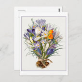  Spring Crocus Illustration Briefkaart (Voorkant / Achterkant)