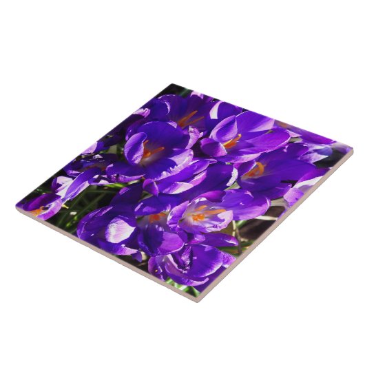 SPRING CROCUS TEGELTJE (Zijkant)