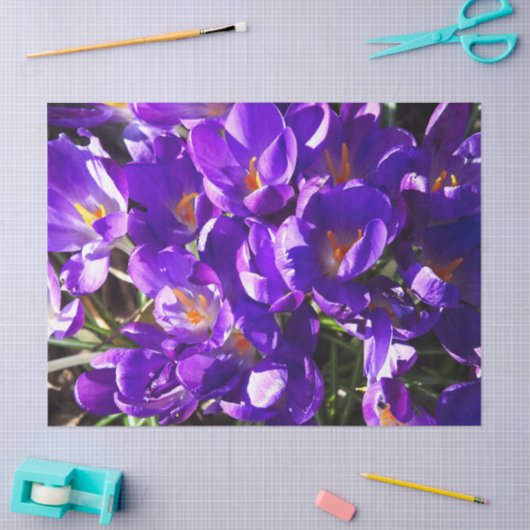 SPRING CROCUS TISSUEPAPIER (Craft)