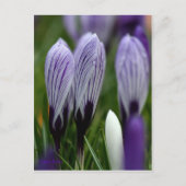 Spring Crocuses briefkaart (Voorkant)