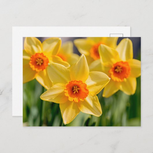 Spring Daffodils Briefkaart (Voorkant / Achterkant)