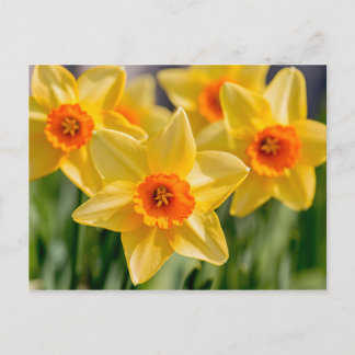 Spring Daffodils Briefkaart