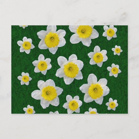 Spring Daffodils Briefkaart (Voorkant)