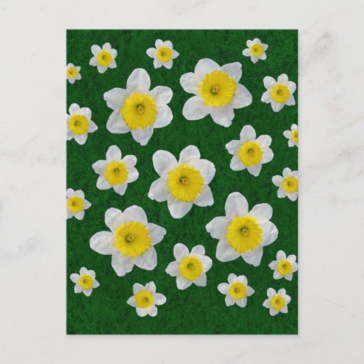 Spring Daffodils Briefkaart (Voorkant)