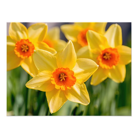 Spring Daffodils Foto Afdruk (Voorkant)