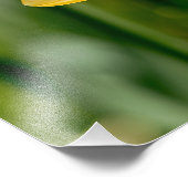 Spring Daffodils Foto Afdruk (Hoek)