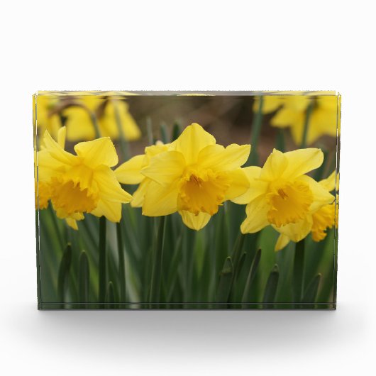 Spring Daffodils fotoblok (Voorkant)