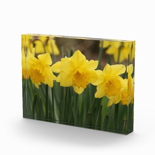 Spring Daffodils fotoblok (Rechts)