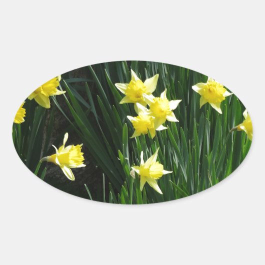 Spring Daffodils Ovale Sticker (Voorkant)