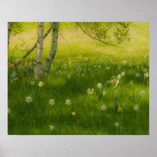 Spring Daffodils Poster