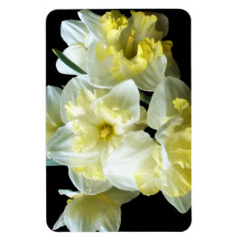 Spring Daffodils White Yellow Narcissus Flowers Magneet