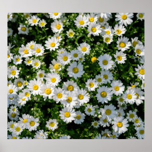 Spring Daisy Field: Serene achtergrond Poster