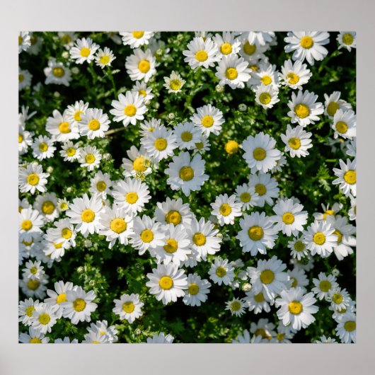 Spring Daisy Field: Serene achtergrond Poster (Voorkant)