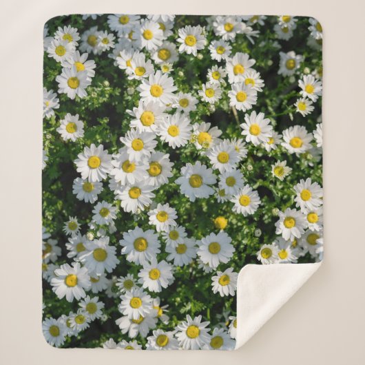 Spring Daisy Field: Serene achtergrond Sherpa Deken (Voorkant)