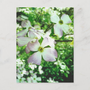 Spring Dogwood Briefkaart