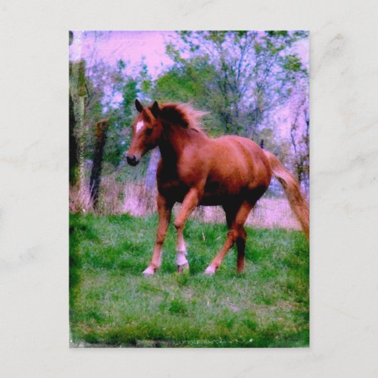 Spring Dreams, Sorrel Trotting Briefkaart (Voorkant)