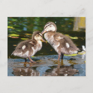 Spring Duckies Briefkaart