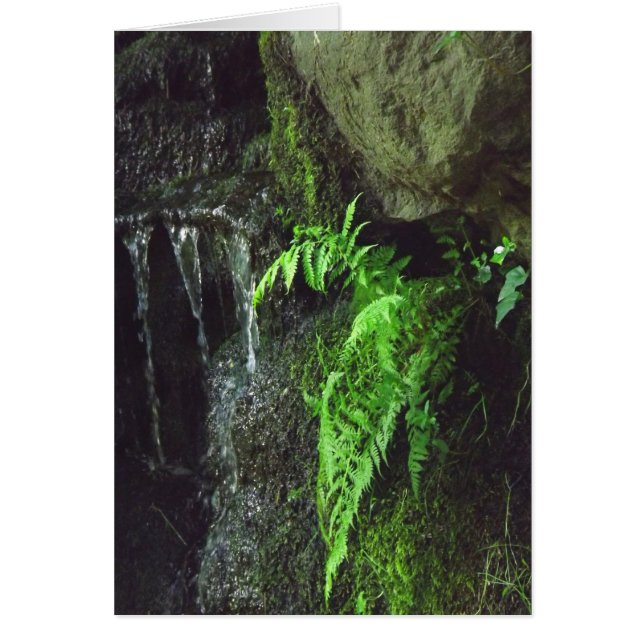 Spring Fern (Voorkant)