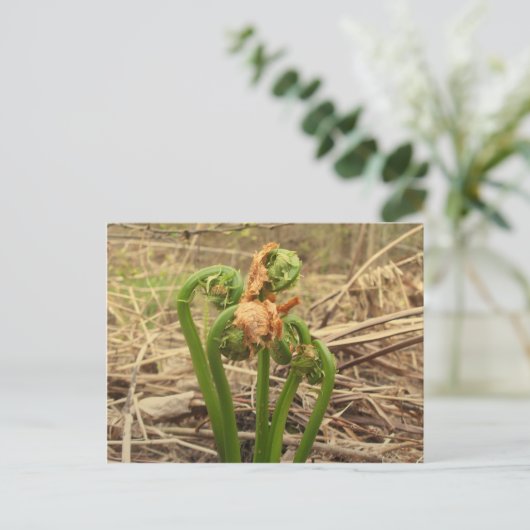 Spring Fiddlehead Briefkaart (Staand voorkant)