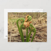 Spring Fiddlehead Briefkaart (Voorkant / Achterkant)