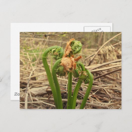 Spring Fiddlehead Briefkaart (Voorkant / Achterkant)
