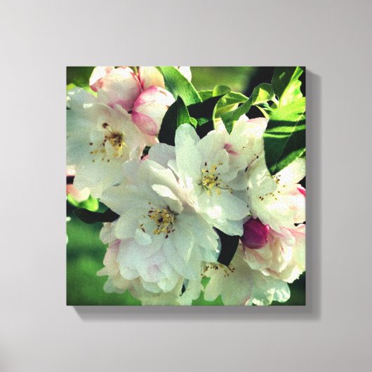 Spring Flower Crabapple Blossom 2 close Up Canvas Afdruk (Voorkant)