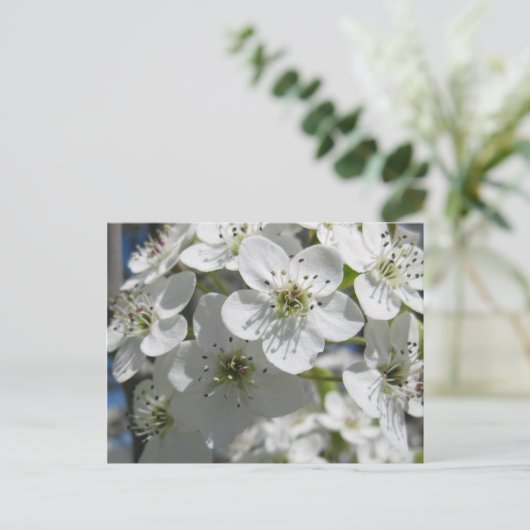 Spring Flowering Tree Flowers Post Kaart (Staand voorkant)