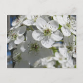 Spring Flowering Tree Flowers Post Kaart (Voorkant)