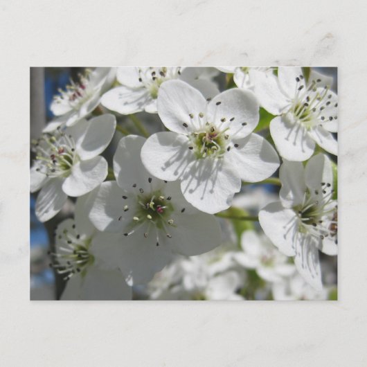 Spring Flowering Tree Flowers Post Kaart (Voorkant)