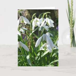 Spring Flowers Snowdrops Wenskaart Kaart