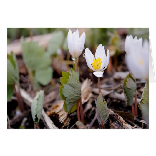 Spring Flowers Wenskaart (Voorkant Horizontaal)