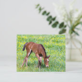 Spring Foal Briefkaart (Staand voorkant)