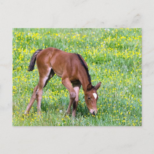 Spring Foal Briefkaart (Voorkant)