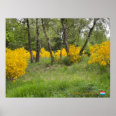 Spring forest in Luxembourg travel Poster (Voorkant)