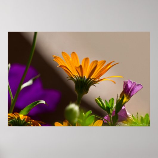 Spring Garden Ggloing Daisy Petunia Poster (Voorkant)