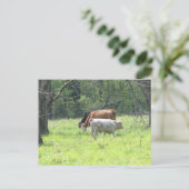 Spring Grazing in Louisiana Briefkaart (Staand voorkant)