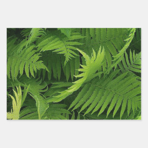 SPRING GREEN FERN FOTO WRAPPINGPAPIEREN INPAKPAPIER VEL