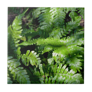 Spring Green Ferns botanisch groen bos uitzicht Tegeltje