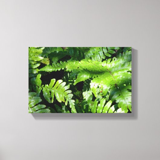 Spring Green Ferns Canvas Afdruk (Voorkant)
