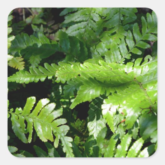 Spring Green Ferns tropisch botanisch groen Vierkante Sticker (Voorkant)