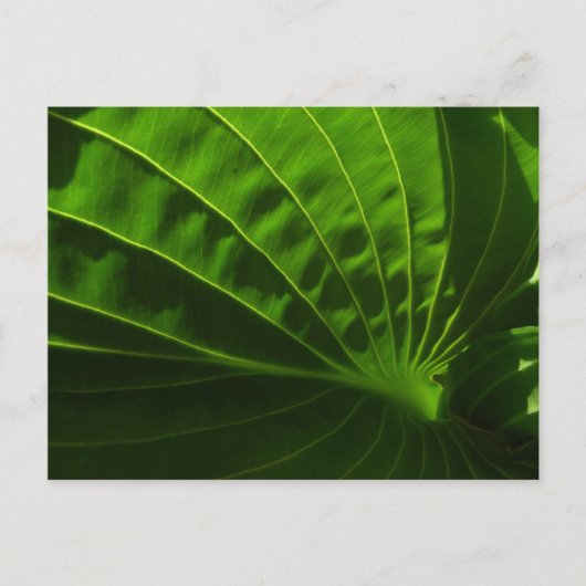 Spring Green Hosta Leaf Briefkaart (Voorkant)